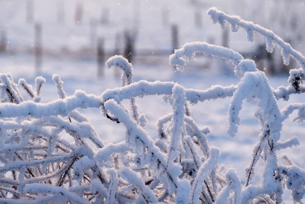 Belleza Del Invierno Nevado Frío Podlasie Polonia —  Fotos de Stock