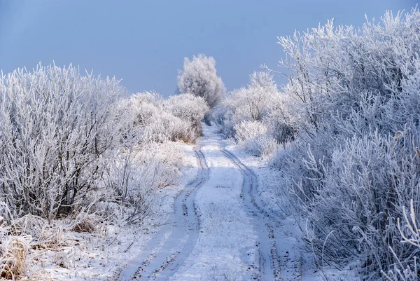 Inverno Bonito Frio Podlasie Polônia — Fotografia de Stock