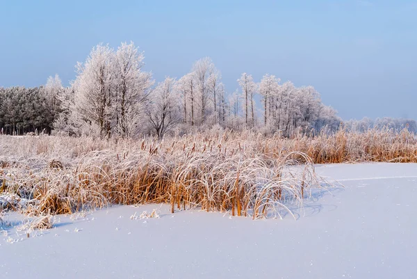 Красивая Холодная Зима Подляшье Польша — стоковое фото