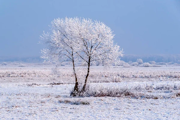 Schöner Und Kalter Winter Podlasie Polen — Stockfoto