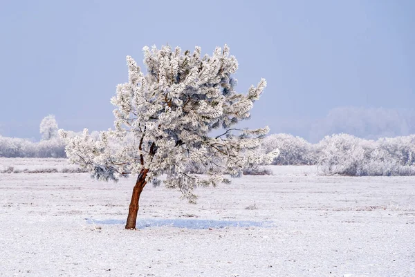 Красивая Холодная Зима Подляшье Польша — стоковое фото