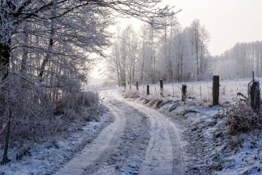 Biebrza Vadisi, Podlasie, Polonya 'da güneşli ve soğuk bir gün.