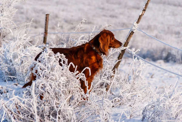 Solig Och Frostig Dag Biebrza Valley Podlasie Polen — Stockfoto