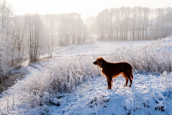 Sunny Frosty Day Beebrza Valley Podlasie Poland — стоковое фото