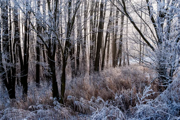 Journée Ensoleillée Glacée Dans Vallée Biebrza Podlasie Pologne — Photo