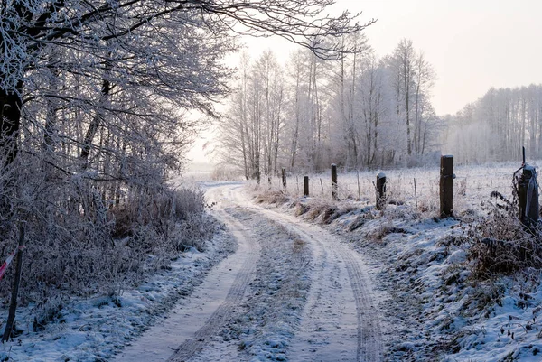 Sunny Frosty Day Biebrza Valley Podlasie Poland Royalty Free Stock Images