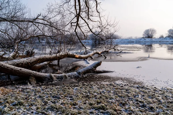 Rivière Biebrza Hiver Podlasie Pologne — Photo