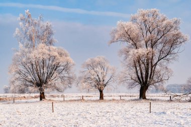 Narew Vadisi, Podlasie, Polonya 'da soğuk ve karlı bir kış