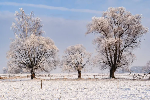 Inverno Freddo Nevoso Nella Valle Narew Podlasie Polonia — Foto Stock