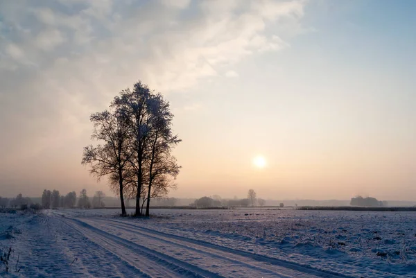 Inverno Freddo Nevoso Nella Valle Narew Podlasie Polonia — Foto Stock