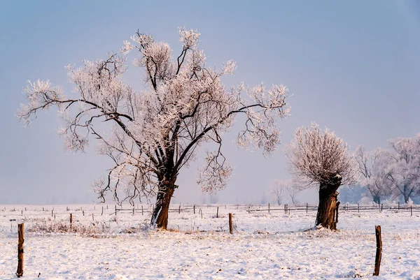 Inverno Freddo Nevoso Nella Valle Narew Podlasie Polonia — Foto Stock