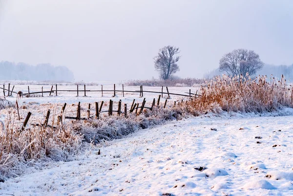 Narew Vadisi, Podlasie, Polonya 'da soğuk ve karlı bir kış