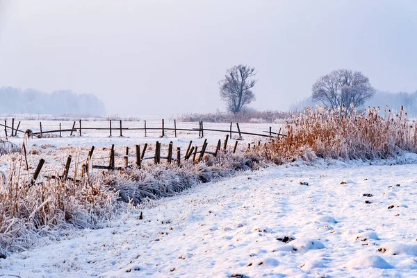 Koude Besneeuwde Winter Het Narew Dal Podlasie Polen Stockfoto