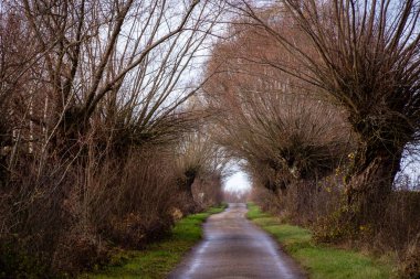 Eski yoldaki eski söğütler, Podlasie, Polonya