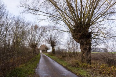 Eski yoldaki eski söğütler, Podlasie, Polonya