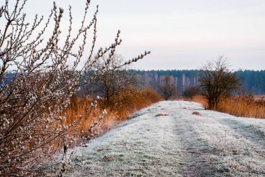Sabah gölet kenarında, Dojlidy, Podlasie, Polonya