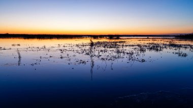 Biebrza, Podlasie, Polonya 'da ılık kış