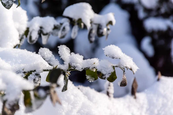 Polonya Podlasie Bir Kış Gününün Güzelliği — Stok fotoğraf