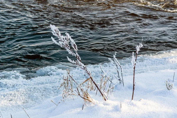 Belle Journée Hiver Dans Parc National Narew Podlasie Pologne — Photo