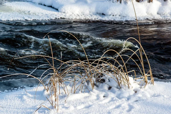 Belle Journée Hiver Dans Parc National Narew Podlasie Pologne — Photo