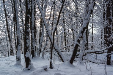 Karlı kışın güzelliği, Podlasie, Polonya