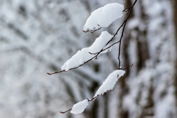 Belleza Del Invierno Nevado Podlasie Polonia —  Fotos de Stock