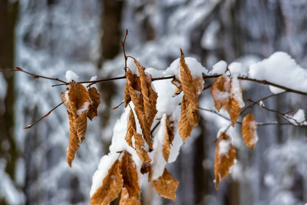 Belleza Del Invierno Nevado Podlasie Polonia —  Fotos de Stock