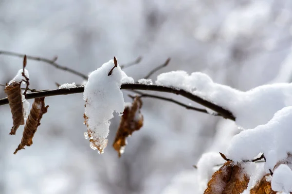 Karlı Kışın Güzelliği Podlasie Polonya — Stok fotoğraf