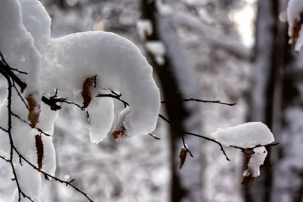 Belleza Del Invierno Nevado Podlasie Polonia —  Fotos de Stock