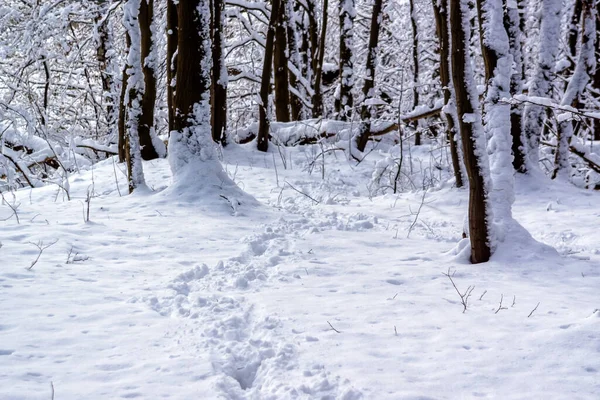 Belleza Del Invierno Nevado Podlasie Polonia —  Fotos de Stock