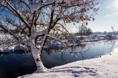Polonya, Podlasie 'de soğuk ve karlı bir kışın güzelliği
