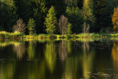 Knyszyska Ormanında Sonbahar - Wyary Barajı