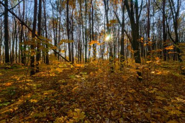 Sonbahar orman manzarası Ağaçlar ve yapraklarla.