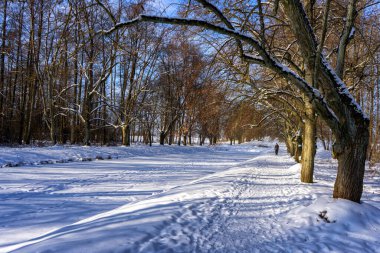 Kışın Choroszcz 'daki saray bahçeleri, Podlasie, Polonya