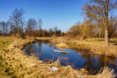 bahar manzarası. İlkbaharda ormandaki göl..