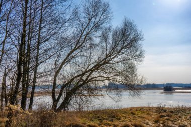 Arka planda bir ağaç olan güzel bir göl görüntüsü.