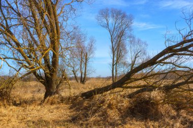 Podlaskie Safari - Narew Ulusal Parkı, Polonya