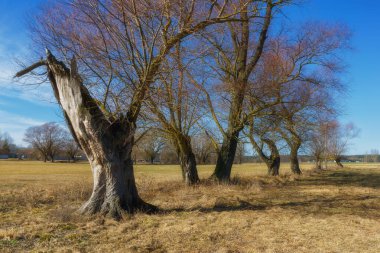 Podlaskie Safari - Narew Ulusal Parkı, Polonya