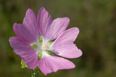 Mallow misk kokusu. Malva alcea çiçeği, daha büyük misk-mallow, kesme-leave, mine ya da hollyhock mallow. Yazın. Yeşilimsi bir arkaplanda çiçek açmak.