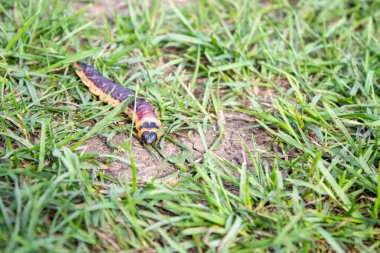 Keçi güvesi tırtılı. Cossus Cossus. Çünkü çimenlerin arasında çimenlerde sürünüyorum..