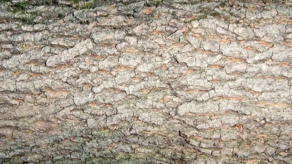 Foto Jovem Boa Casca Árvore Elm Aragach Primavera Dobra Áspera — Fotografia de Stock