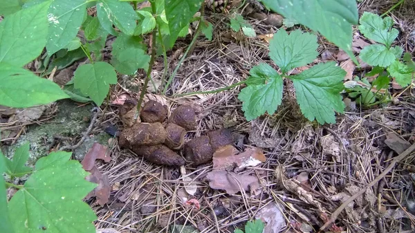 Poop or poo stool wild hound in nature park, concept of picking up dog waste, shit cleaning city urban environment. Excrement pet or savage.