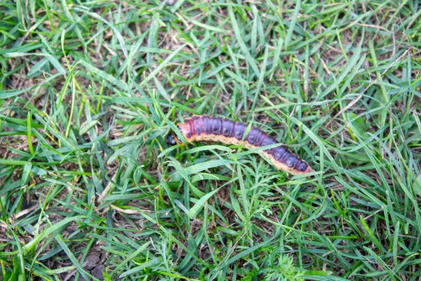 Oruga Polilla Cabra Cossus Cossus Porque Gateando Verde Hierba Entre — Foto de Stock