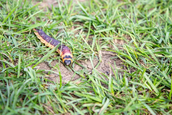 Keçi güvesi tırtılı. Cossus Cossus. Çünkü çimenlerin arasında çimenlerde sürünüyorum..