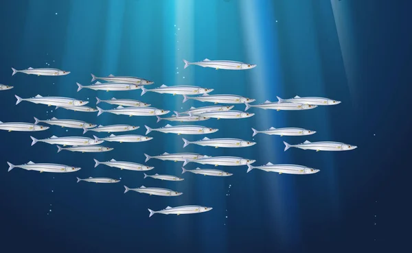 Contexte École Saury Pacifique Pêche Vie Marine Bannière Poissons Frais — Image vectorielle