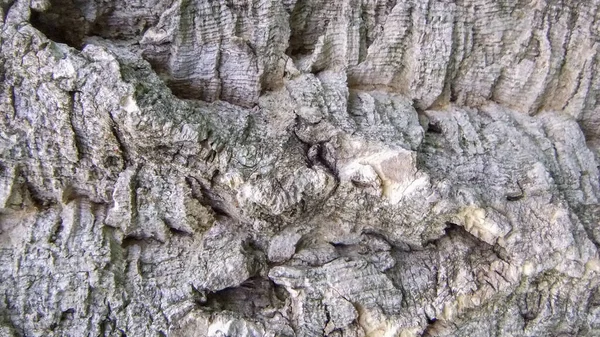 Tekstur Barken Amur Kork Træ Amur Fløjl Phellodendron Amurense Godt - Stock-foto