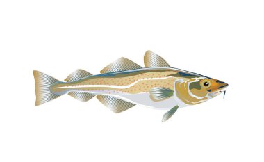 Codfish. Cod atlantic, vector illustration with details and optimized specks to be used in packaging design, decoration, educational graphics, etc. Eps 10 clipart