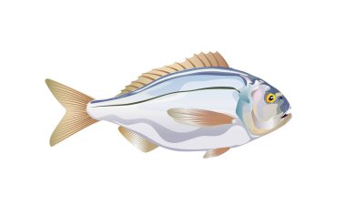 Dorado. Beyaz arka planda izole edilmiş balık okyanusu. Ayrıntılı vektör illüstrasyonu ve paket tasarımı, dekorasyon ve eğitim grafiklerinde kullanılan düz stil öğeleri için optimize edilmiştir. Eps 10.