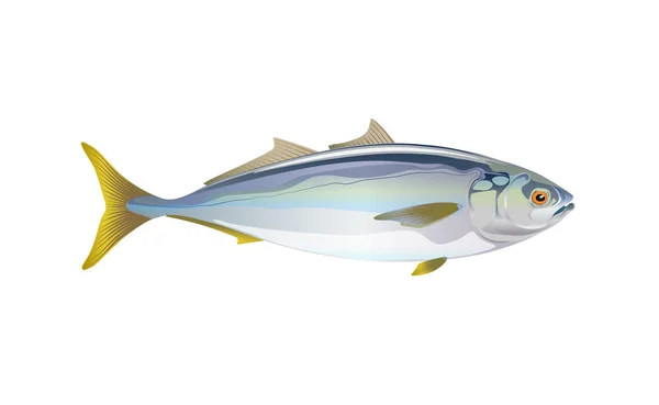 Pesce Coda Gialla Giapponese Isolato Piatto Fondo Chiaro Pacific Frutti — Vettoriale Stock
