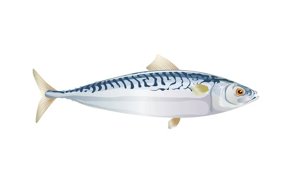 Scomber Makrill Fisk Isolerad Ljus Bakgrund Färsk Fisk Enkel Platt — Stock vektor